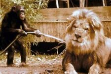 Daktari TV Judy the Chimp hoses down Clarence the Cross Eyed Lion 18x24 poster picture