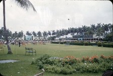 sl39 Slide 1950's Palm Trees Memory Lane Horse Race Track 516a picture