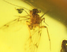 Insect Inclusion Preserved In Dominican Amber 20 to 25 Million Years Old picture