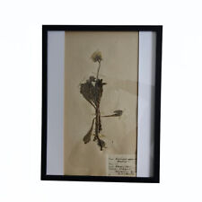 Antique framed Herbariums. Attributed with date, botanist and location in Sweden picture