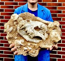 /RARE FOSSIL MAMMAL Late Miocene Hyena Adcrocuta massive skull Gansu, China picture