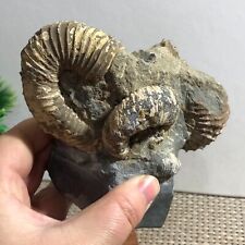 598g Rare Heteromorphic Ammonite Nostoceras malagasyense Madagascar d4 picture