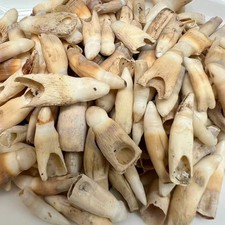 20PC Alligator Teeth for Making Gator Teeth Necklace Crafts Under 1" picture