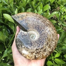 1000G Natural Ammonite Fossil quartz crystal Mineral Specimens healing  13 picture