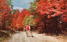 Postcard Nature's Finest Display Fall Colorings Man & His Dog Season For Hunting picture