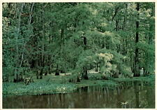 Louisiana, swamps, wetlands, region, biodiversity, thousands of acres Postcard picture