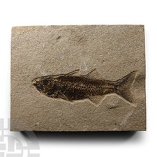 Eocene Period 56-33 Million Years Old Fossil Fish picture