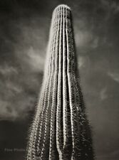 1942/72 ANSEL ADAMS Vintage Tall Cactus Detail Arizona Photo Engraving Art 11X14 picture