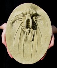 EXTINCTIONS-GIGANTIC DICRANURUS TRILOBITE REPLICA- EUGENE THOMAS COLLECTION picture