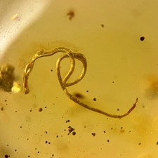 NEMATODE parasitic worm in Burmese / Burmite amber fossil picture