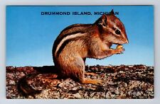 Drummond Island MI-Michigan, General Greeting, Chipmunk Eating Vintage Postcard picture
