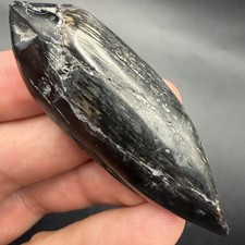 Polished Sperm Cetacean Tooth Fossil 2.69” picture