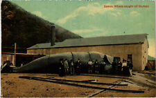 PC AFRICA, SOUTH AFRICA, SPERM WHALE CAUGHT OFF DURBA, Vintage Postcard (b53944) picture