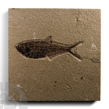Eocence Period 55 Million Year Old Diplomystus Fossil Fish picture