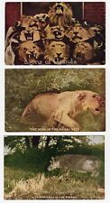Three Roosevelt Tour 1909 Postcards Hippo in Swamp, Lion King Uganda, Masi Velt picture