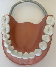 Dental Care Model Bottom Teeth And Gums 9” picture