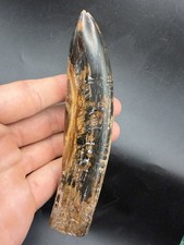 INCREDIBLE SPERM CETACEAN TOOTH FOSSIL POLISHED 5” picture