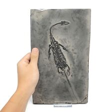 Fossil Keichousaurus hui (Triassic) Marine reptile picture