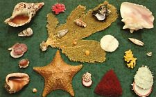 Vintage Postcard Sea Shells Along Warm Water Beaches Atlantic & Gulf Coasts picture