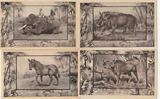 Beautiful Teddy Roosevelt Wilds of Africa postcard c1909 4 different (a) picture