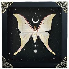 Real Luna Moth Open Wings Deep Display Shadow Box Dried Insect Collection picture