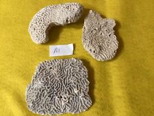 Authentic Atlantic Brain Coral A1 picture