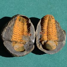 Extremely Rare Trilobite Fossil Viaphacops orurensis Positive & Negative Bolivia picture