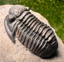 Large Trilobite Gerastos fossil - Foum Zguid, Morocco picture
