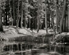 1921/72 ANSEL ADAMS Vintage Yosemite Pine Forest River Landscape Photo Art 11X14 picture