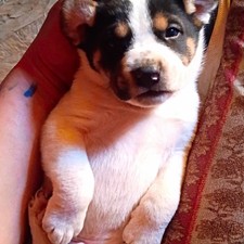 Rottweiler And Pitbull Puppies picture
