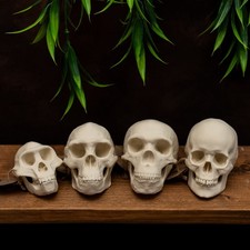 Human Evolution Skull Set 50% Scale Lucy Neanderthal Homo Sapiens Replica Set picture