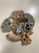 Natural Dry Coral Reef Rock Pieces and Seashells picture