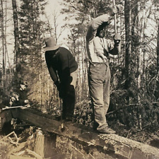 Minnesota Lumberjacks Hewing Tree Stereoview 1920s Logging Forest Keystone D451 picture