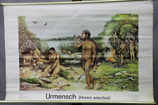 vintage rollable wall chart poster prehistoric man Homo erectus history picture