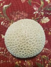 Round White Star Sea CORAL Chunk Honeycomb Brain Natural Genuine 1.3 pds. MINT picture
