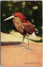 Animals-Amazon Tiger Bittern, New York Zoological Park, Feathered Jewel Postcard picture