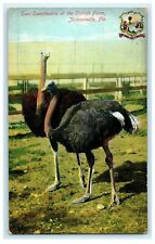 c1909 Two Sweethearts At The Ostrich Farm Jacksonville Florida FL Postcard picture