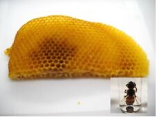 Freshly Dried Real USA Honeybee Natural Honeycomb + 12 Free Bees picture