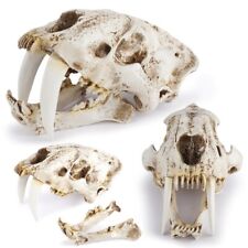 1:1 Smilodon Saber-Toothed Tiger Fossil Skull Model Resin Skeleton Replica 12.6
