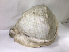 KK76 Rare Extra Large Natural Conch - Set of Only 1 Rare Natural Conch picture