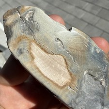 POLISHED GEM BONE ICE AGE MAMMAL INCISCOR CHUNK FOSSIL FRAGMENT FLORIDA picture