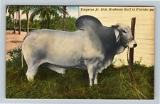Bradenton FL-Florida, Emperor Jr 10th, Brahman Bull Vintage Souvenir Postcard picture