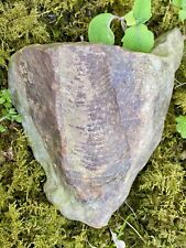 Conulariid Fossil RARE • River Rock with Fossil Imprint from Mohican River Ohio picture