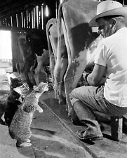 1954 CATS Drinking FRESH MILK from a Cow Cute Retro Farm Picture Photo 8x10 picture