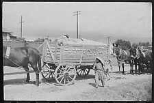 Delta & Pine Company Cotton Plantation,Scott,Mississippi,MS,October 1939,FSA,11 picture