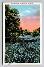 San Antonio TX-Texas, Blue Bonnets, Antique, Vintage c1940 Souvenir Postcard picture