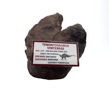 Tenontosaurus Vertebrae picture
