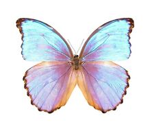 Morpho godarti asarpai ONE REAL BUTTERFLY BLUE PURPLE PERU WINGS CLOSED picture