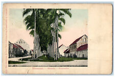 c1905 Trees Houses Alameda Palmenallee Blumenau Brazil Unposted Antique Postcard picture