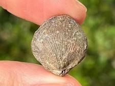 Fossil Brachiopod Iowatrypa ultima Late Devonian Age Belgium picture